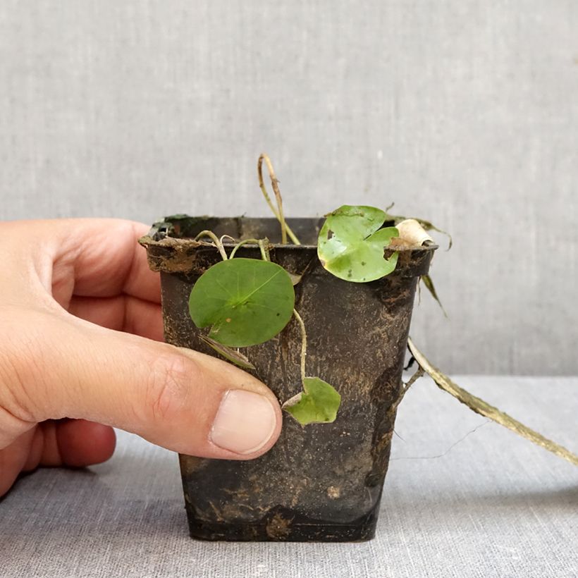 Spécimen de Nymphaea colorata - Nenuphar bleu tropical Pot de 1,5L/2L tel que livré en automne