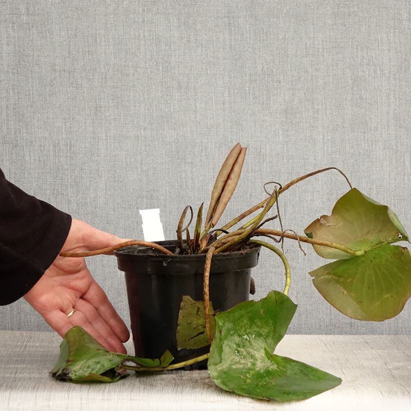 Spécimen de Nymphaea Conqueror - Nénuphar rustique rouge Pot de 1,5L/2L tel que livré au printemps