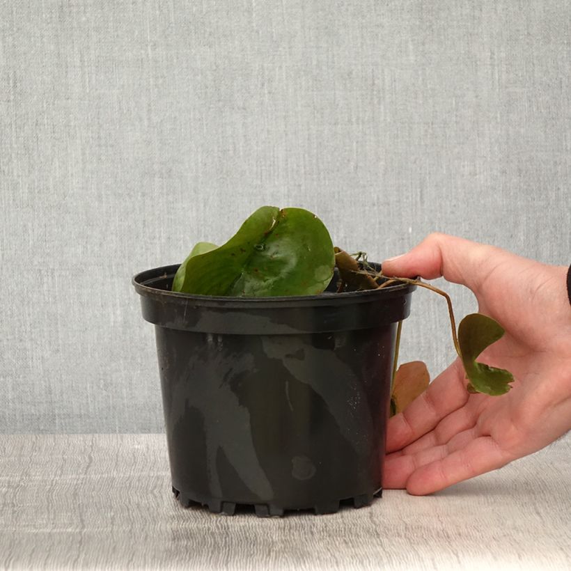 Spécimen de Nymphaea Dahlia - Nénuphar rustique rose double Pot de 1,5L/2L tel que livré au printemps