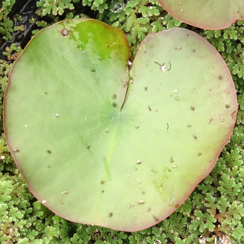 Nymphaea Dahlia - Nénuphar rustique rose double (Feuillage)