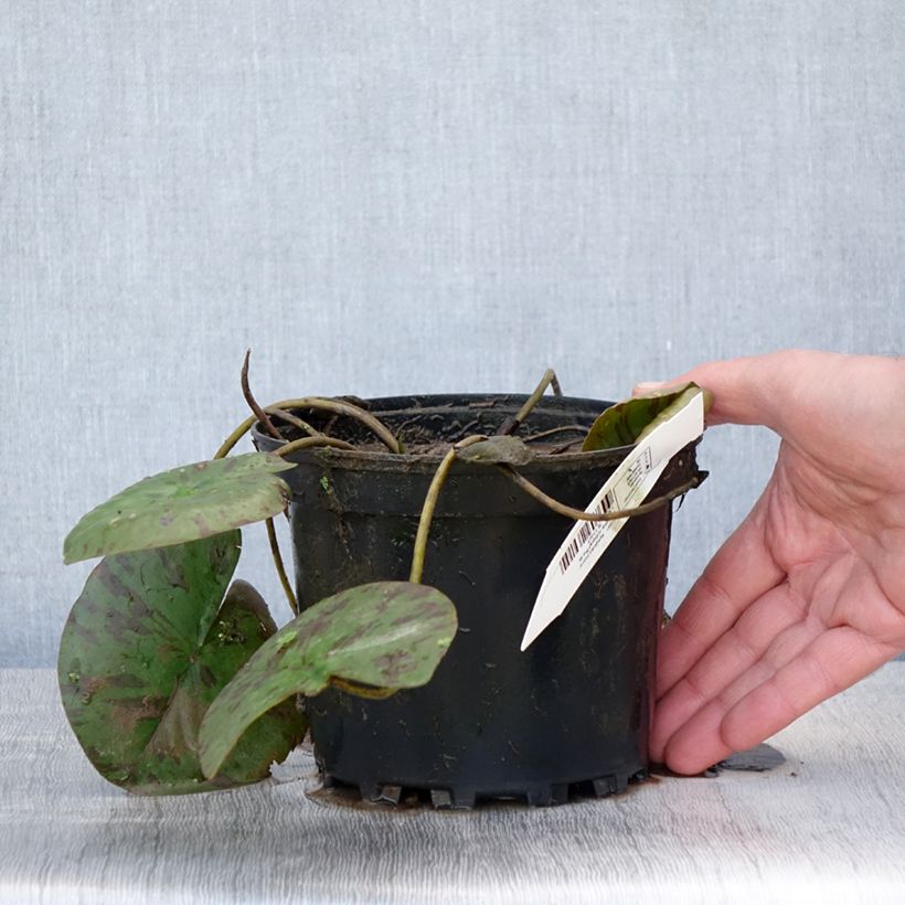 Spécimen de Nymphaea Darwin - Nénuphar rustique rose Pot de 1,5L/2L tel que livré au printemps