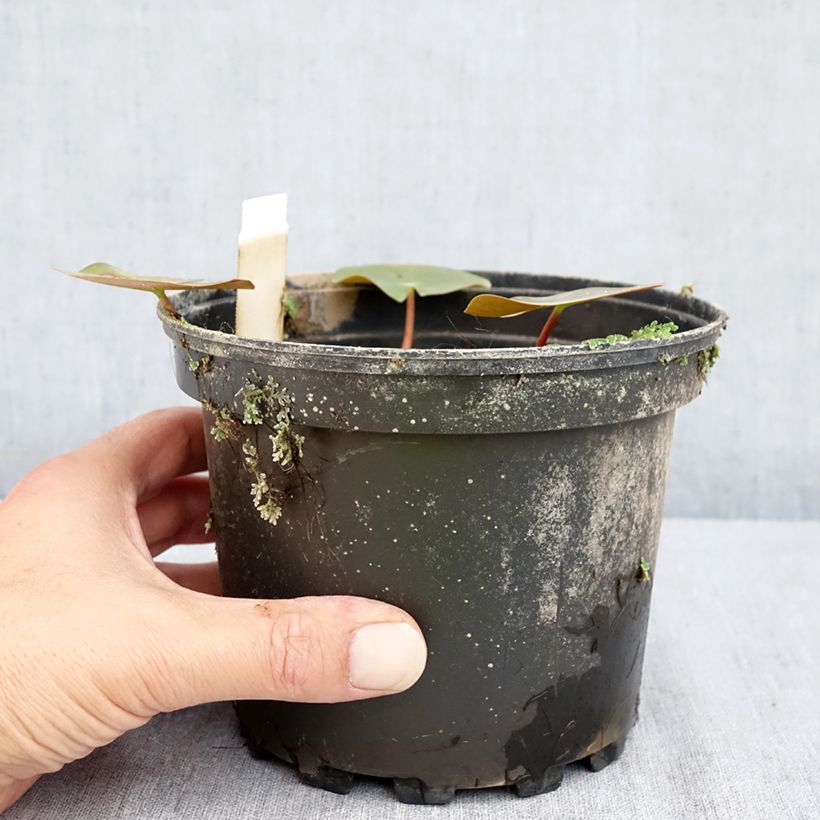 Spécimen de Nymphaea Darwin - Nénuphar rustique rose Pot de 1,5L/2L tel que livré en été