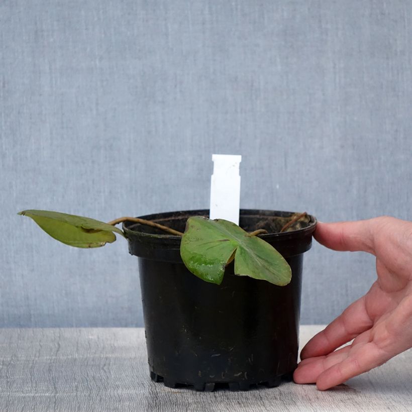 Spécimen de Nymphaea Ellisiana - Nénuphar rustique rouge Pot de 1,5L/2L tel que livré au printemps