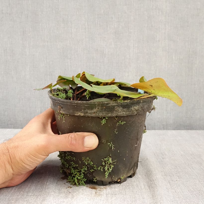 Spécimen de Nymphaea Ellisiana - Nénuphar rustique rouge Pot de 1,5L/2L tel que livré en été