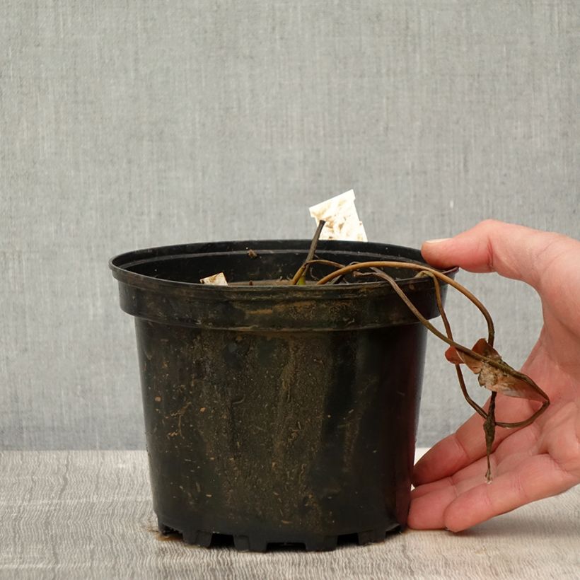 Example of Nymphaea Eros - Nénuphar rustique rose soutenu Pot de 1,5L/2L as you get in printemps