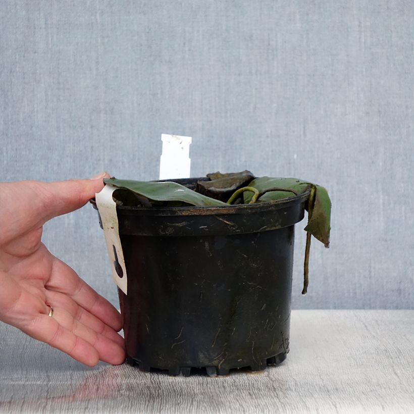 Example of Nymphaea Eugenia de Lande - Nénuphar rustique rose tendre Pot de 1,5L/2L as you get in printemps