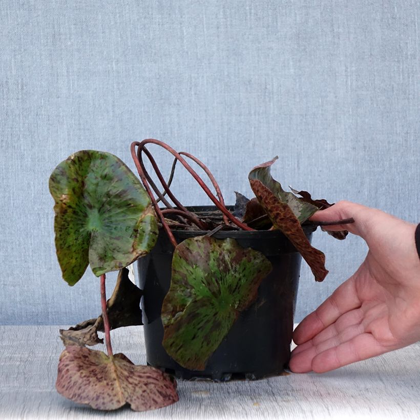 Example of Nymphaea Evelyn Stetson - Nénuphar rustique blanc Pot de 1,5L/2L as you get in printemps