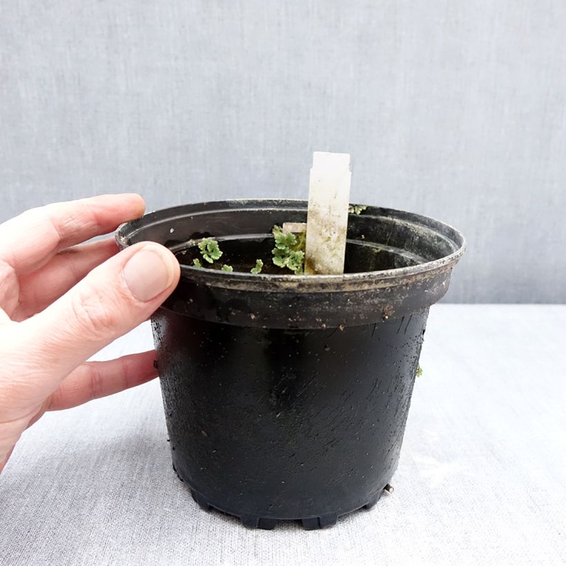 Spécimen de Nymphaea Fire Opal - Nénuphar rustique Pot de 1,5L/2L tel que livré en hiver