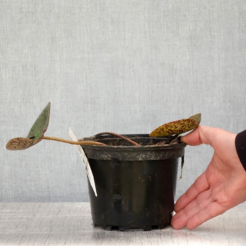 Spécimen de Nymphaea Florida Sunset - Nénuphar rustique pêche cuivré Pot de 1,5L/2L tel que livré au printemps