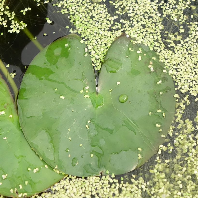 Nymphaea Gonnere - Nénuphar rustique (Foliage)