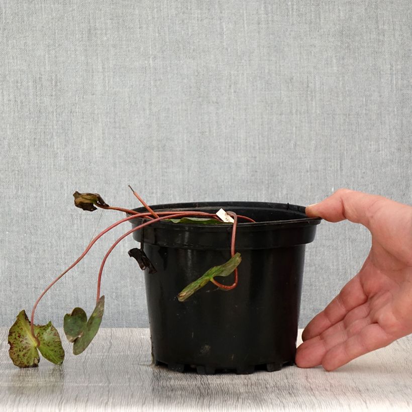 Example of Nymphaea Graziella - Nénuphar nain rustique Pot de 1,5L/2L as you get in printemps