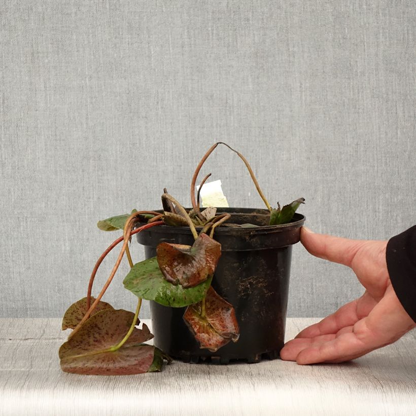 Example of Nymphaea Hal Miller - Nénuphar blanc rustique Pot de 1,5L/2L as you get in printemps