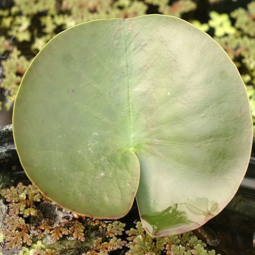 Nymphaea Hermine - Nénuphar blanc rustique (Feuillage)