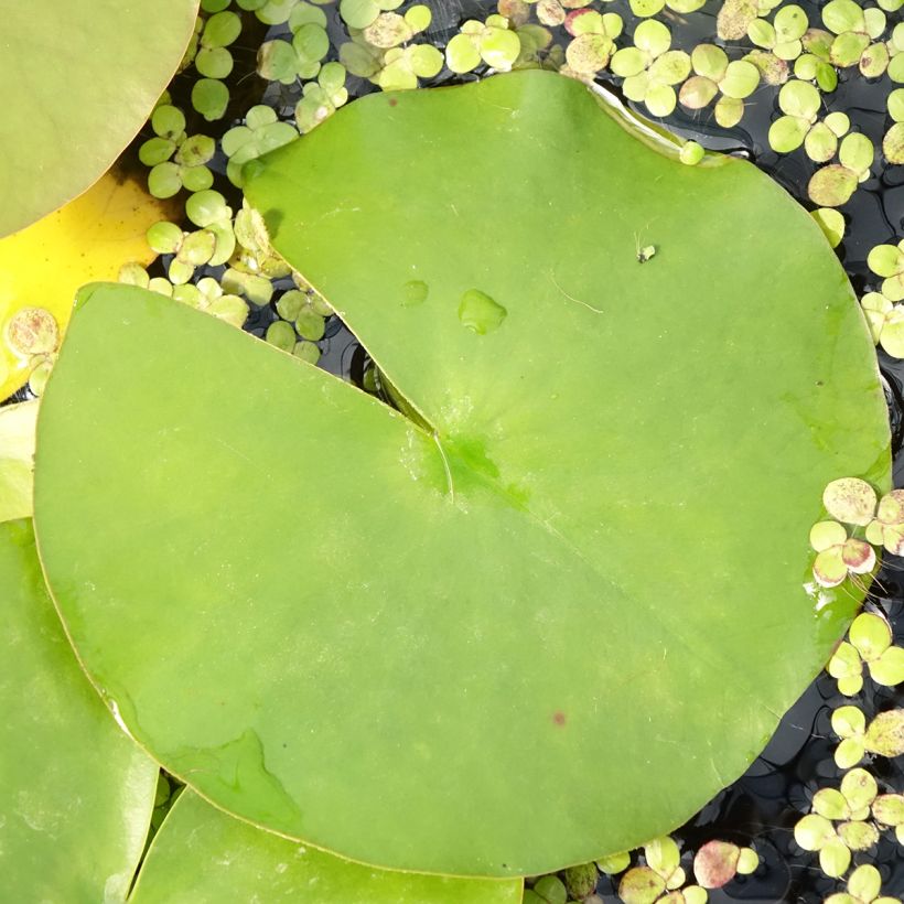 Nymphaea Hollandia - Nénuphar rustique (Feuillage)