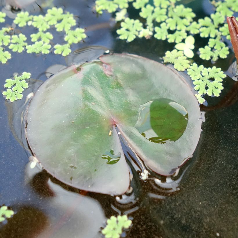 Nymphaea James Brydon - Nénuphar rustique (Feuillage)