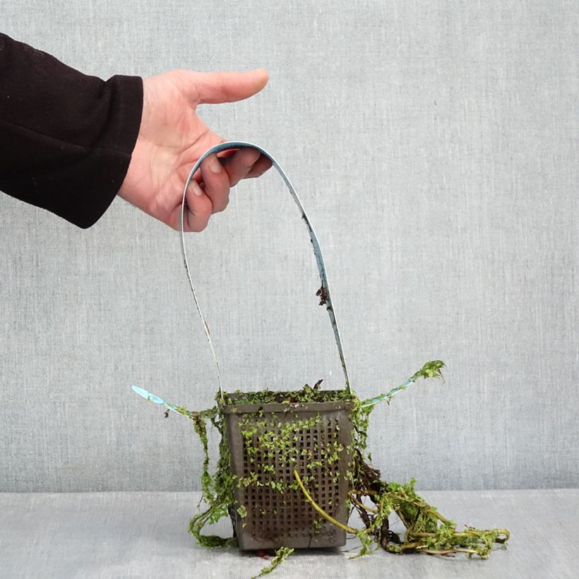 Spécimen de Nymphaea James Brydon - Nénuphar rustique Pot de 1L/1,5L tel que livré en hiver