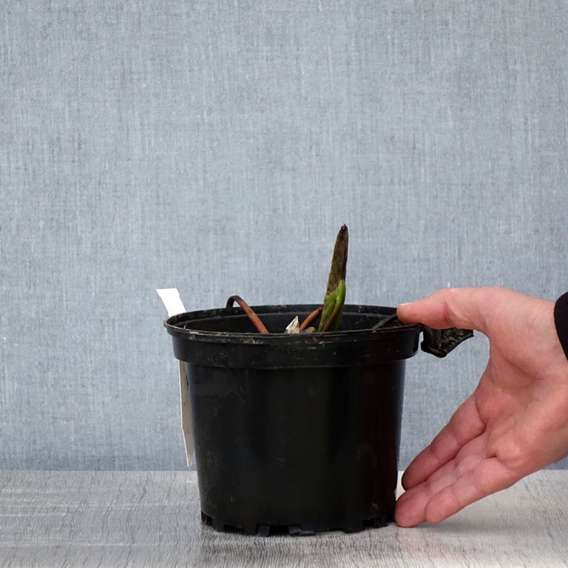 Spécimen de Nymphaea Jean de la Marsalle - Nénuphar rustique rouge rose Pot de 1,5L/2L tel que livré au printemps