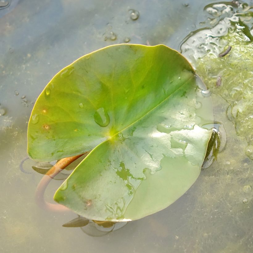 Nymphaea Jean de la Marsalle - Nénuphar rustique rouge rose (Feuillage)