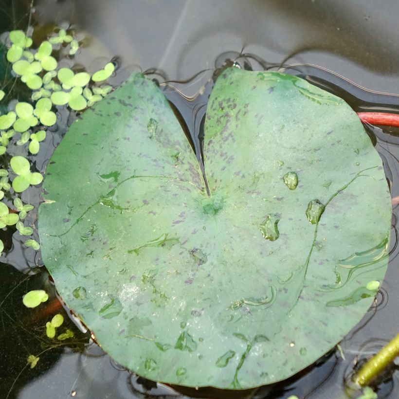 Nymphaea Joey Tomocik - Nénuphar rustique jaune (Feuillage)