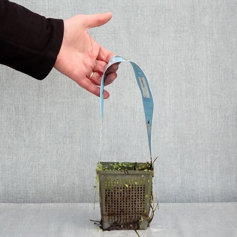 Spécimen de Nymphaea Joey Tomocik - Nénuphar rustique jaune Pot de 1L/1,5L tel que livré en hiver