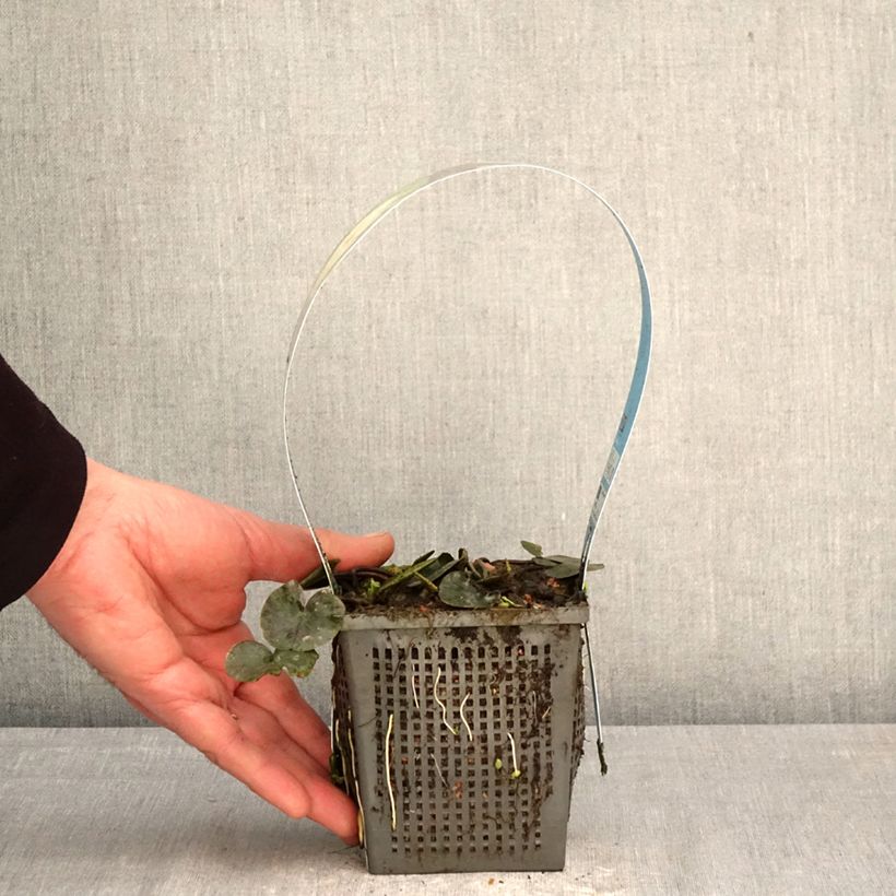 Spécimen de Nymphaea Joey Tomocik - Nénuphar rustique jaune Pot de 1L/1,5L tel que livré au printemps