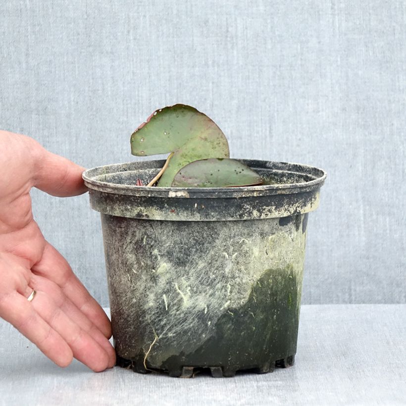 Example of Nymphaea Karleen Harder - Nénuphar rustique orange cuivré Pot de 1,5L/2L as you get in ete