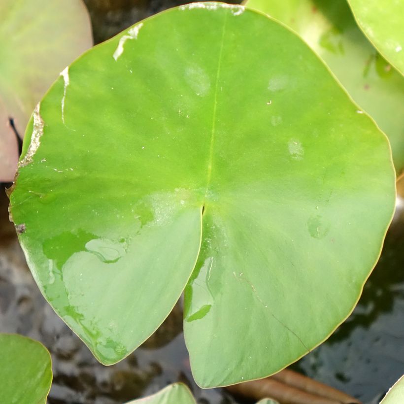 Nymphaea Lactea - Nénuphar rustique blanc (Foliage)