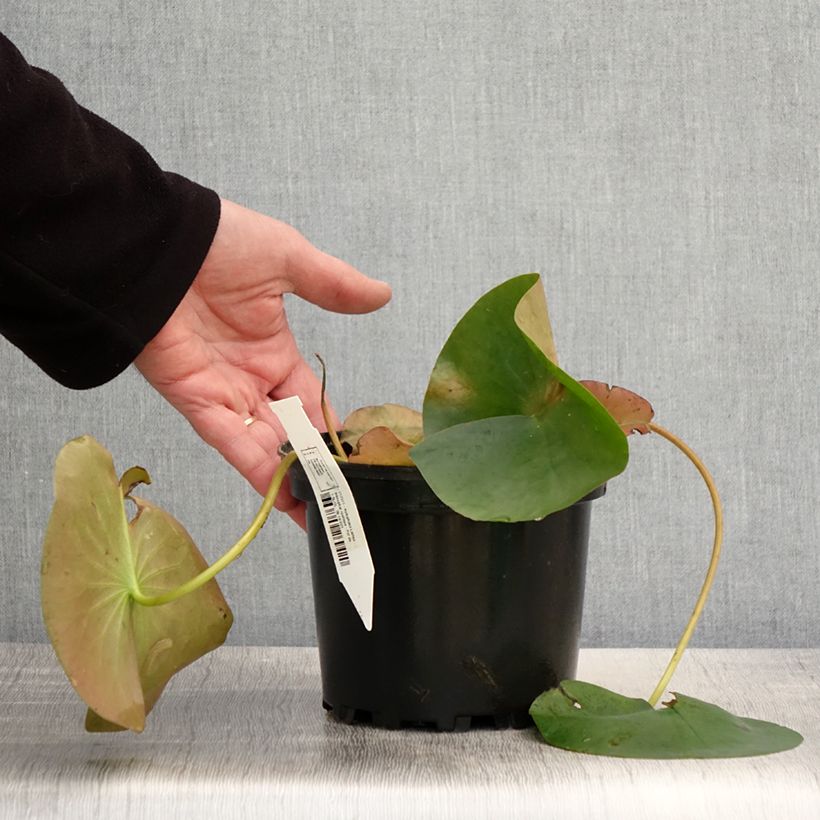 Example of Nymphaea Lactea - Nénuphar rustique blanc Pot de 1,5L/2L as you get in printemps