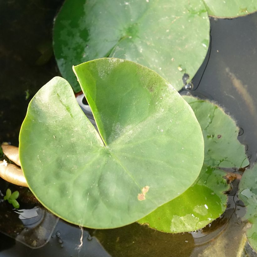 Nymphaea Laydekeri Liliacea - Nénuphar rustique (Feuillage)