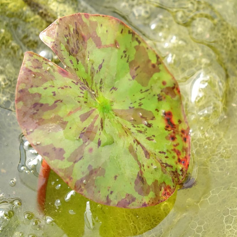 Nymphaea Lemon Chiffon - Nénuphar rustique jaune (Foliage)