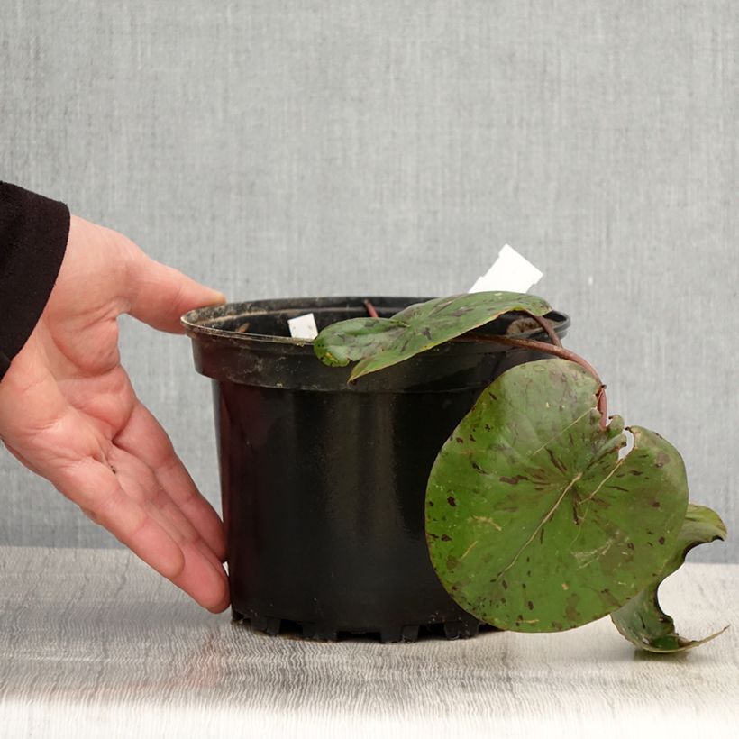 Example of Nymphaea Lemon Chiffon - Nénuphar rustique jaune Pot de 1,5L/2L as you get in printemps