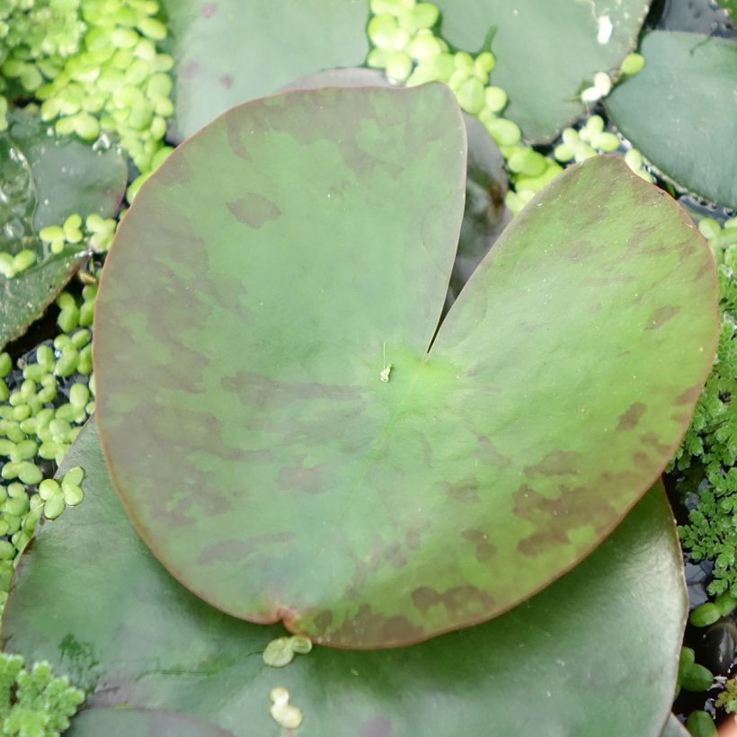 Nymphaea Lemon Mist - Nénuphar rustique jaune citron (Foliage)