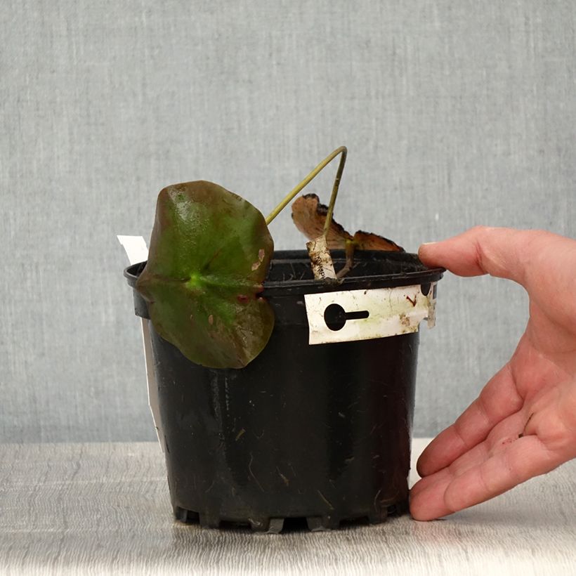 Example of Nymphaea Lily Pons - Nénuphar rustique rose Pot de 1,5L/2L as you get in printemps