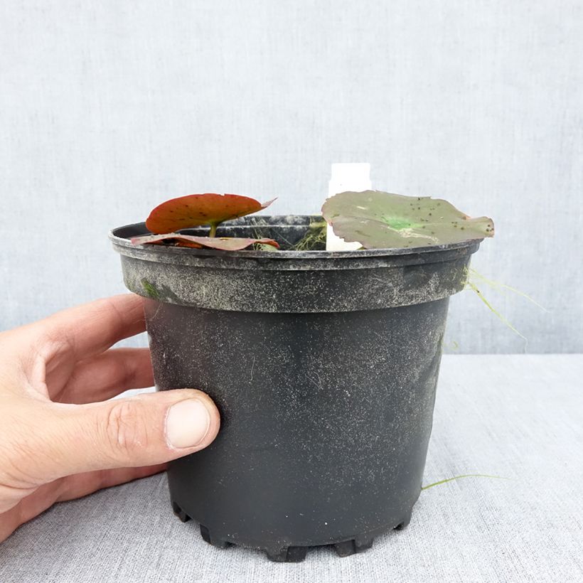 Spécimen de Nymphaea Lily Pons - Nénuphar rustique rose Pot de 1,5L/2L tel que livré en été