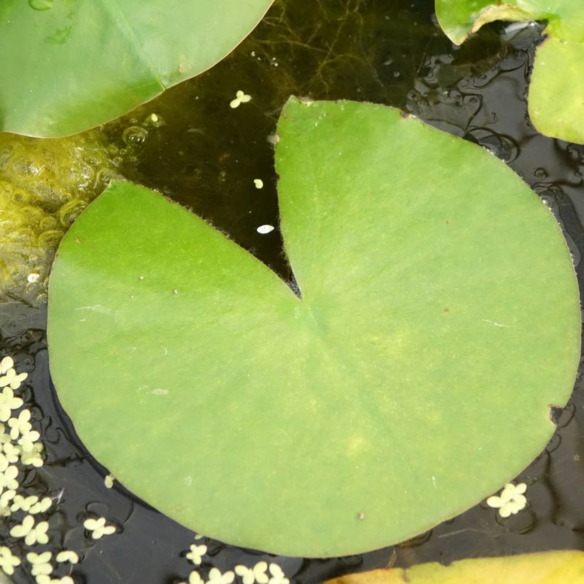 Nymphaea Madame Wilfron Gonnère - Nénuphar rustique (Foliage)