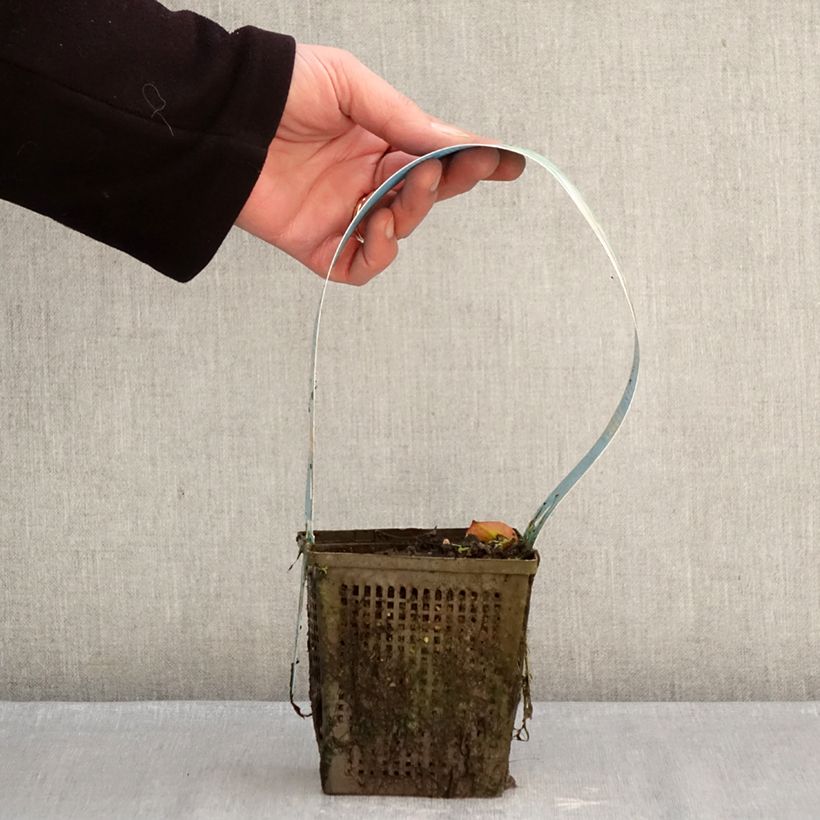 Example of Nymphaea Madame Wilfron Gonnère - Nénuphar rustique Pot de 1L/1,5L as you get in hiver