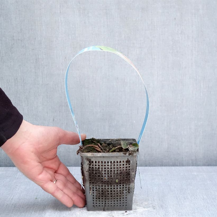 Spécimen de Nymphaea Madame Wilfron Gonnère - Nénuphar rustique Pot de 1L/1,5L tel que livré au printemps