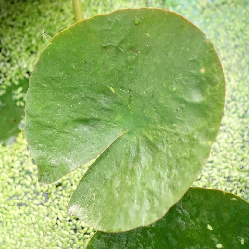 Nymphaea Mangkala Ubol - Nénuphar rustique rose saumon (Foliage)