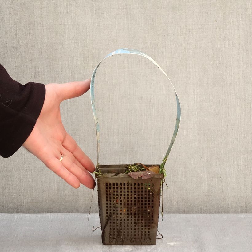 Example of Nymphaea Mangkala Ubol - Nénuphar rustique rose saumon Pot de 1L/1,5L as you get in hiver