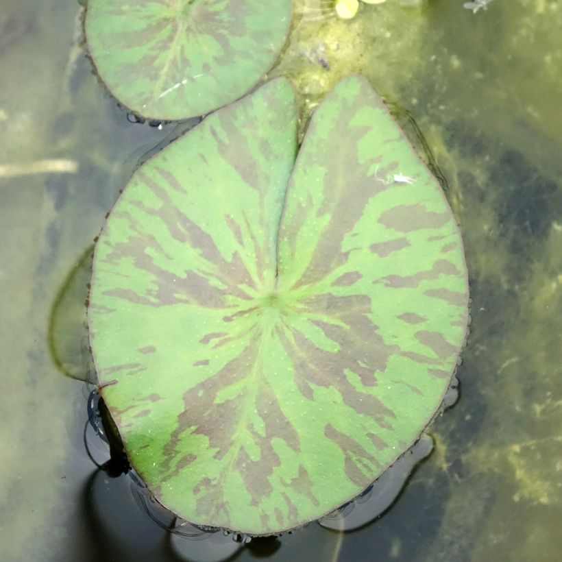 Nymphaea Marian Strawn - Nénuphar tropical blanc (Foliage)