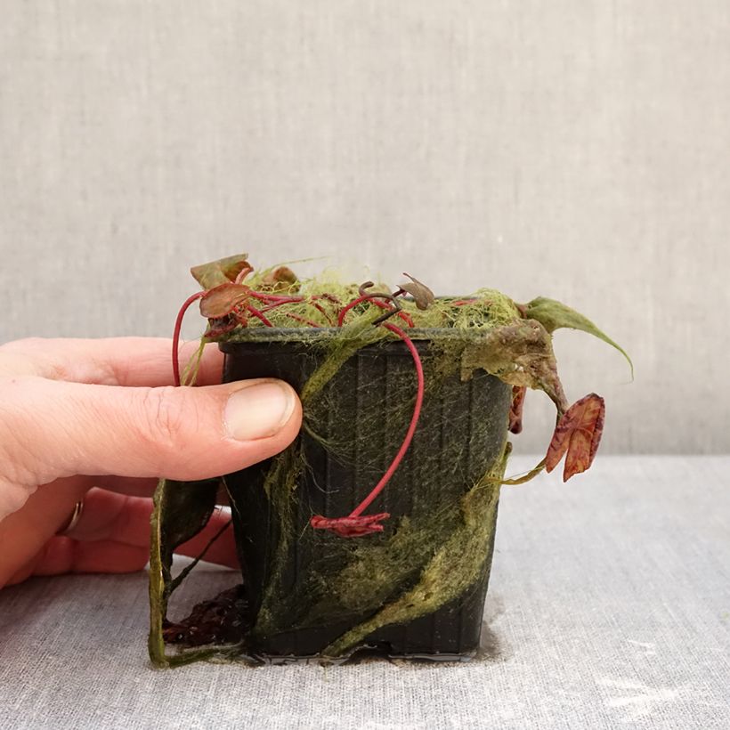 Example of Nymphaea Marian Strawn - Nénuphar tropical blanc Pot de 1,5L/2L as you get in hiver