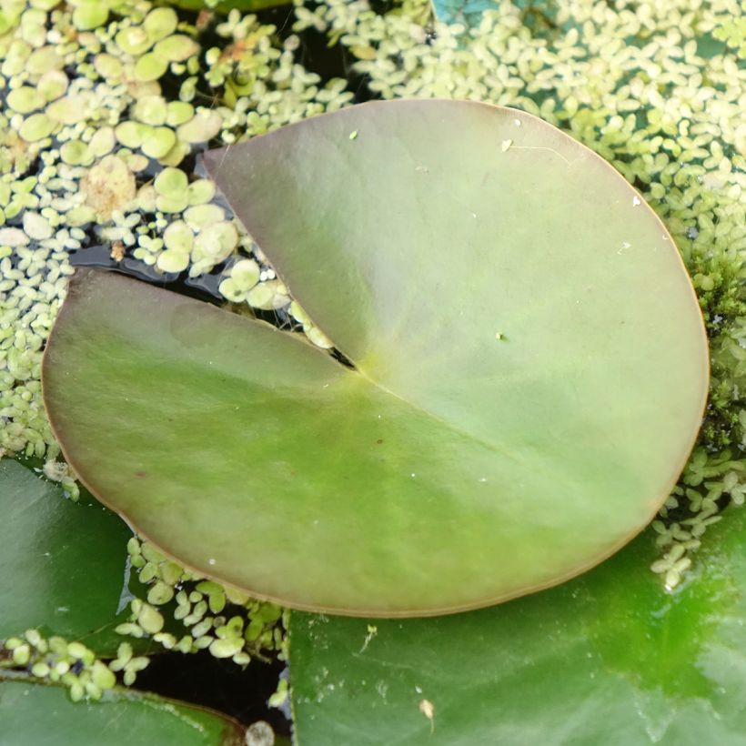 Nymphaea Marliacea Albida - Nénuphar rustique (Foliage)