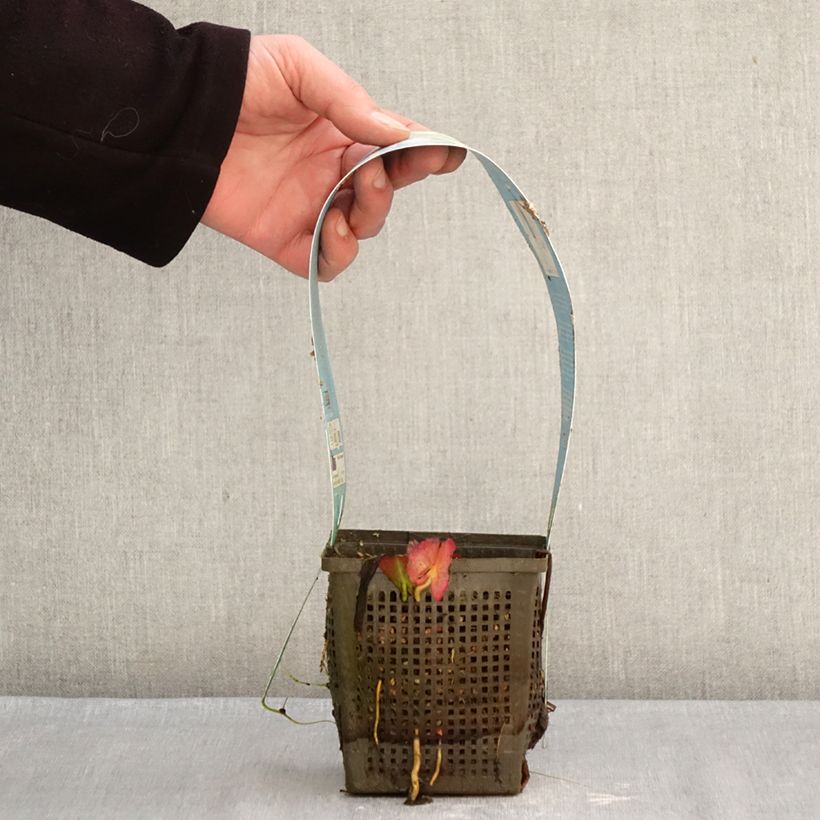 Example of Nymphaea Marliacea Albida - Nénuphar rustique Pot de 1L/1,5L as you get in hiver