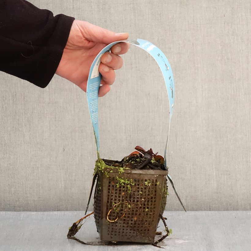 Spécimen de Nymphaea Marliacea Carnea - Nénuphar rustique Pot de 1L/1,5L tel que livré en hiver