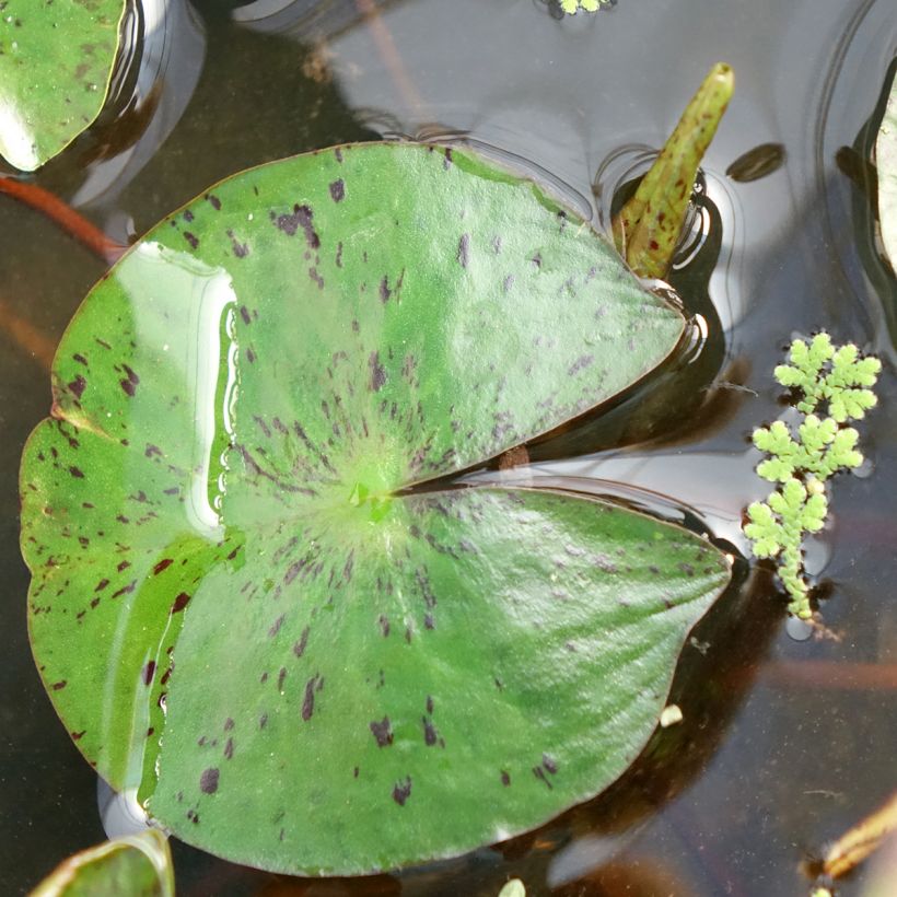 Nymphaea Marliacea Chromatella - Nénuphar rustique jaune (Feuillage)