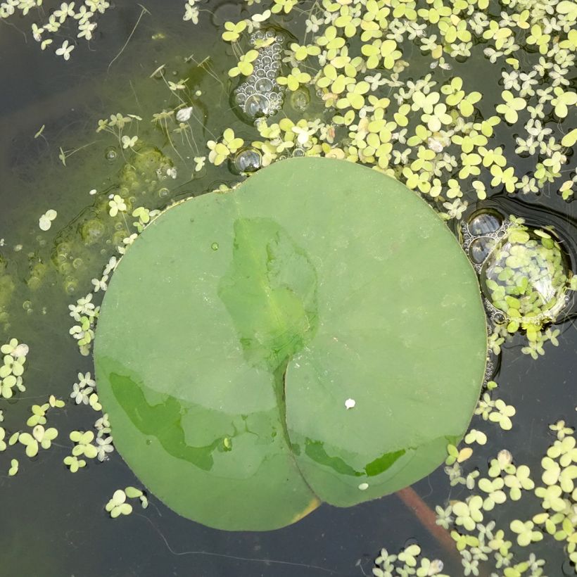 Nymphaea Marliacea Rubra Punctata - Nénuphar rustique rouge (Foliage)