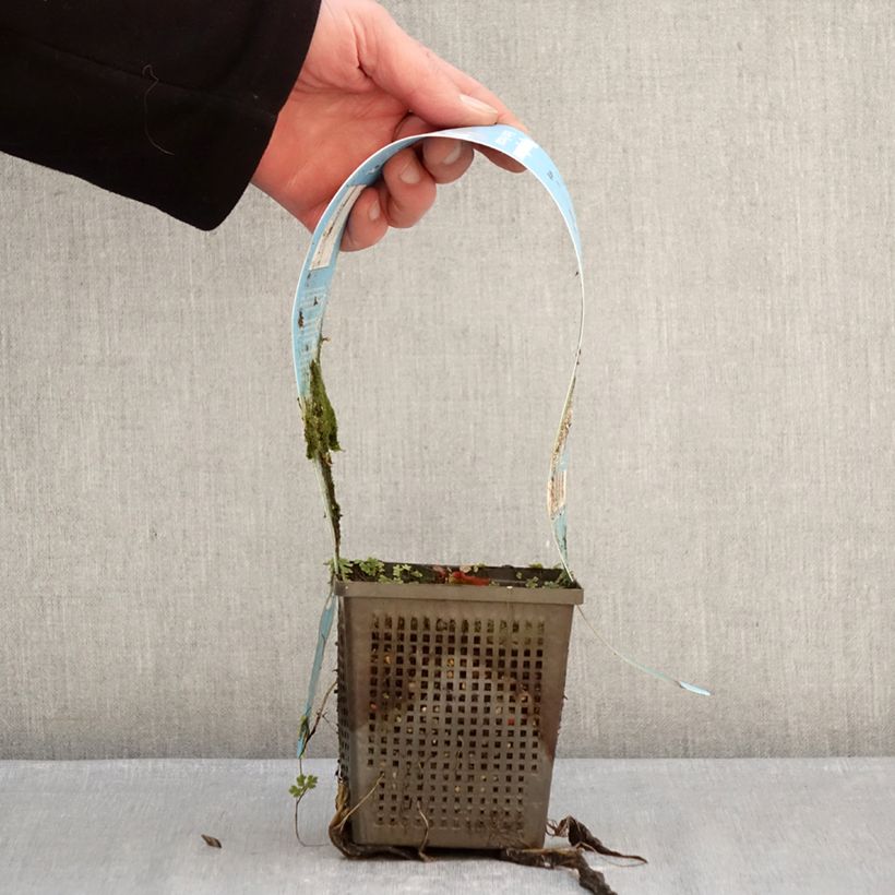 Example of Nymphaea Marliacea Rubra Punctata - Nénuphar rustique rouge Pot de 1L/1,5L as you get in hiver