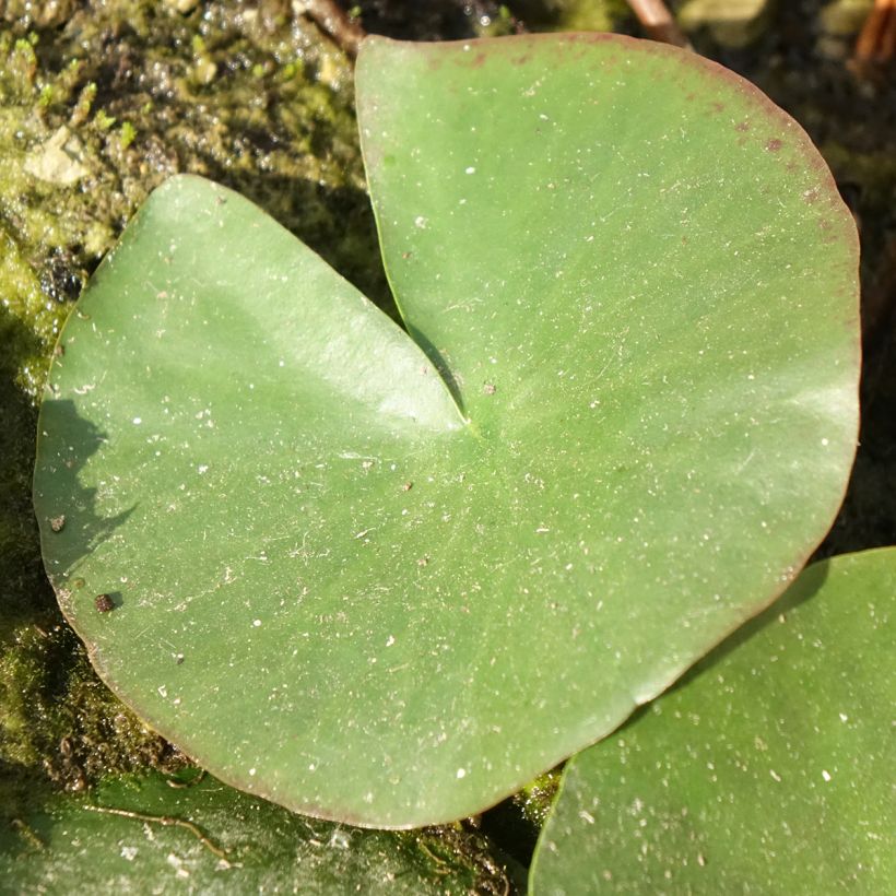 Nymphaea Mayla - Nénuphar rustique (Foliage)