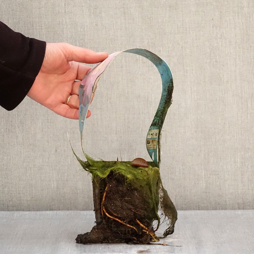 Example of Nymphaea Mayla - Nénuphar rustique Pot de 1L/1,5L as you get in hiver