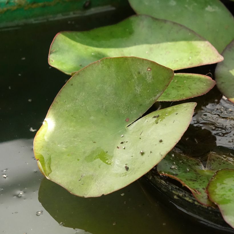Nymphaea Moorei - Nénuphar rustique jaune pâle (Feuillage)
